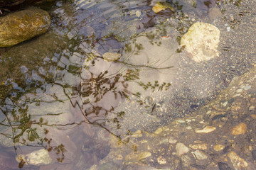 Close-up photography of river water surface. Beautiful ripples on river flow over  stones and reflection of grass in spring sunny day. Water texture.