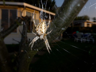 Cross spider (Araneus diadematus) lurking for prey in her net at night