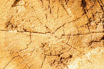 The texture or background of cut down tree trunk with annual or growth rings, cracks and fissures