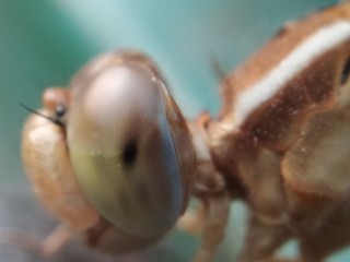 Close eye dragonfly