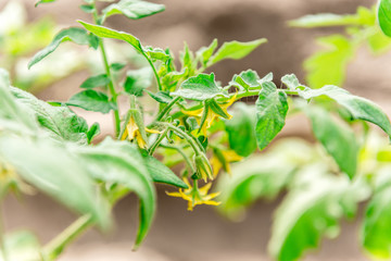 Young tomato plant in greenhousel.