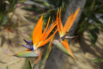 Fleurs d'oiseaux de paradis