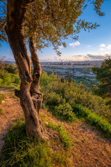 Naklejka premium Mount of Olives