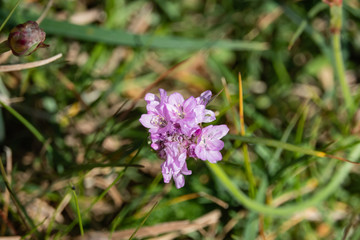 Sea Thrift Flowers in Bloom in Springtime