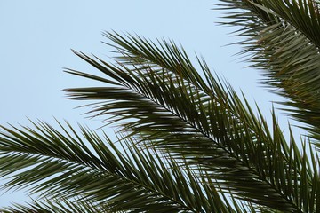 palm tree branches and leaves in spring, palm tree in the nature