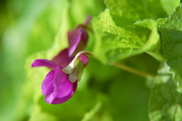 Gros plan d'une fleur de violette de couleur violet sur un fond de couleur verte