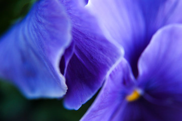 Détail fleur de pensée bleues © Quéméner Valérie