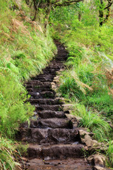 Obraz premium Beautiful view of the hiking path in nature on the green island Madeira, during a hike on 25 Fontes trail going up natural stairs