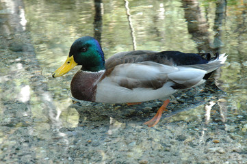 mallard duck (male) / マガモのオス（ヨコ）