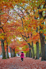 Woman walking among colorful red and yellow foliage trees in garden during autumn at Wilhelm Külz Park in city of Leipzig, Germany