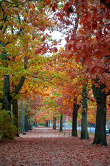 Naklejka premium Kolorowe, czerwono-żółte drzewa liściaste w ogrodzie jesienią w parku Wilhelma Külza w mieście Lipsk, Niemcy