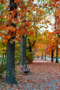 Colorful red and yellow foliage trees in garden during autumn at Wilhelm Külz Park in city of Leipzig, Germany