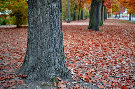 Colorful red and yellow foliage trees in garden during autumn at Wilhelm Külz Park in city of Leipzig, Germany