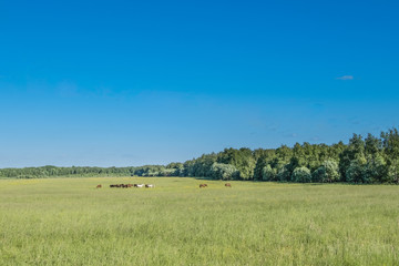 Horses graze in a field near the forest
