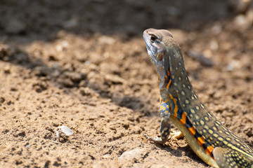Leiolepis  belliana , Small-scaled lizards