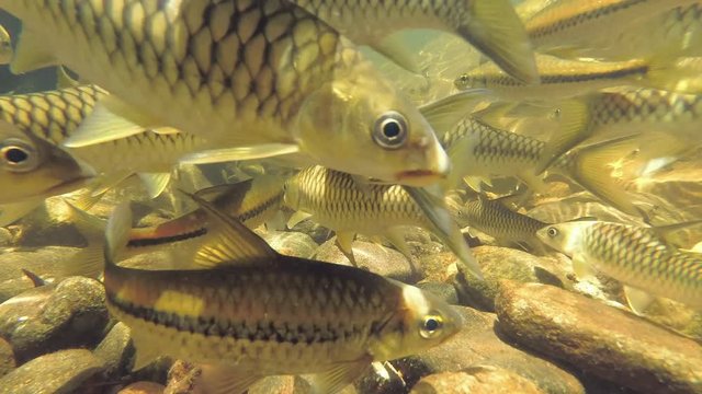 School of two species of fish swims in the like- Slender rasbora (Rasbora daniconius) and Side-striped barb (Systomus pleurotaenia) endemic to Sri Lanka, Sinharaja Forest Reserve