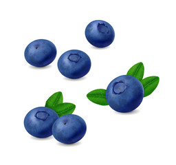 Blueberry isolated on white background. Realistic illustration
