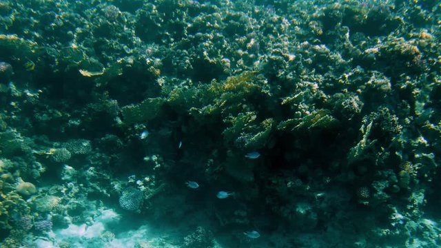 4k amazing under water footage of underwater life around coral rees. Beautiful seascape in the Red sea