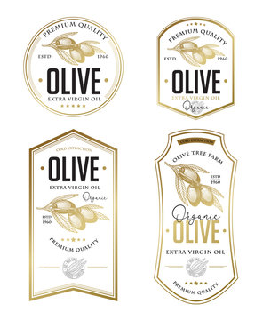 Olive oil badge label design set. Vector hand drawn illustration of olive branches in engraving technique. Vintage templates for olive oil packaging. 