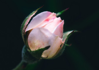 Macro shot of a rose bud on dark background