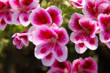 Fleurs roses de pelargonium