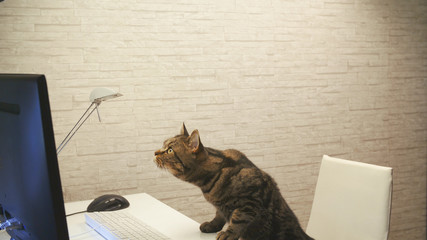 Cat behind the computer