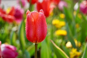 Fototapeta premium red tulip in the garden in springtime, tulips in the nature