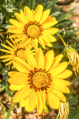 Gazania African daisies, daisy like composite flower shades of yellow, growing in summer. Its a flowering plants in Asteraceae family of Southern Africa.