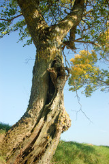 Vieux tronc tordu de ch&ecirc;ne