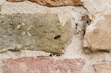 large ant next to spider web on wall, dilapidated, old, destroyed