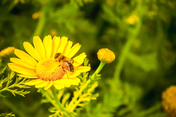 Gazania African daisies, daisy like composite flower shades of yellow, growing in summer. Its a flowering plants in Asteraceae family of Southern Africa.