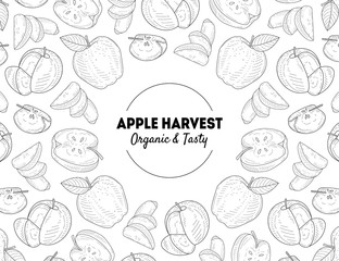 Apple Harvest Banner Template Organic and Tasty Natural Fresh Fruits Hand Drawn Vector Illustration