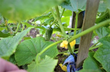 ovary cucumber with a small cucumber in the garden