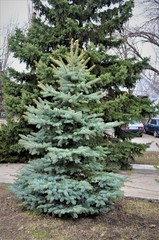 Christmas tree in the park