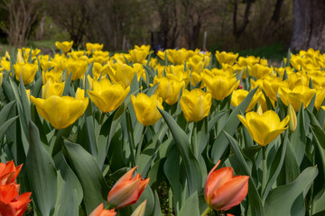 Obraz premium tulips, tulip, spring, colorful, bouquet, beautiful,