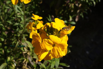 Goldlack,gelbe Blume,Bauerngarten,cottage garden yellow flower,