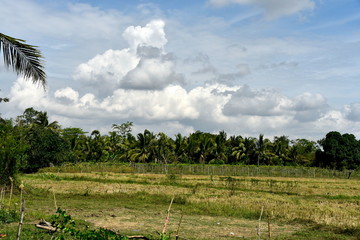 Fototapeta na wymiar Around the Santiago City, Isabela, Philippines, Santiago City Sightseeing , Rice Field, one of major cities of rice procedures in the Philippines