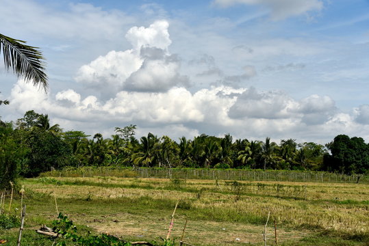 Around the Santiago City, Isabela, Philippines, Santiago City Sightseeing , Rice Field, one of major cities of rice procedures in the Philippines