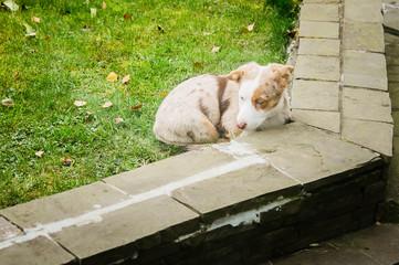 a puppy of welsh corgi cardigan lying on a lawn