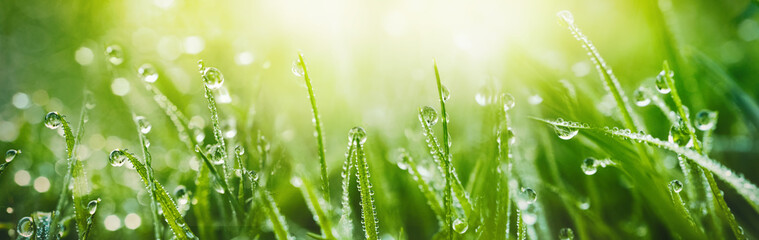 Juicy lush green grass on meadow with drops of water dew in morning light in spring summer outdoors close-up macro, panorama. Beautiful artistic image of purity and freshness of nature, copy space. - obrazy, fototapety, plakaty