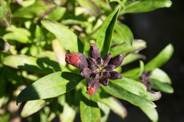 Goldlack,flower,cottage garden,Blume,Bauerngarten,Bienen