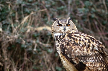 Portrait of an Eurasian Eagle owl