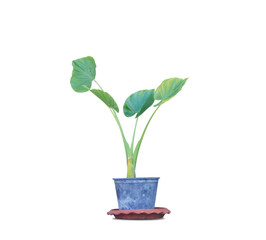 flowerpot isolated on a white background with clipping path.