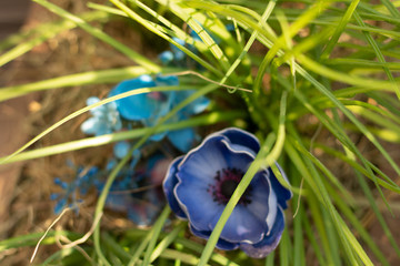 Purple poppy seed flower