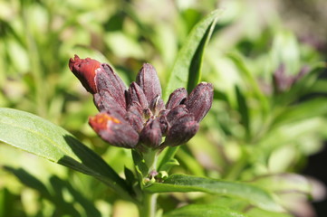 Goldlack,flower,cottage garden,Blume,Bauerngarten,Bienen