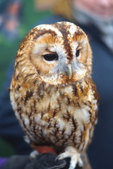 portrait of an owl
