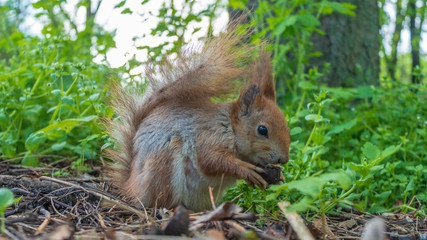 squirrel eating a nut in green grass