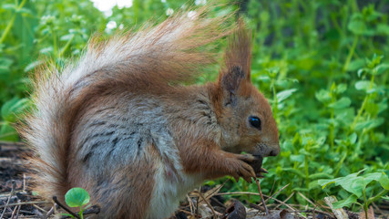 squirrel eating a nut in green grass
