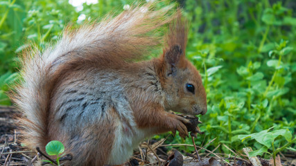 Naklejka na ściany i meble squirrel eating a nut in green grass