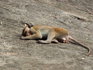 The monkey is enjoying a day in the caves of Dambulla in Sri Lanka